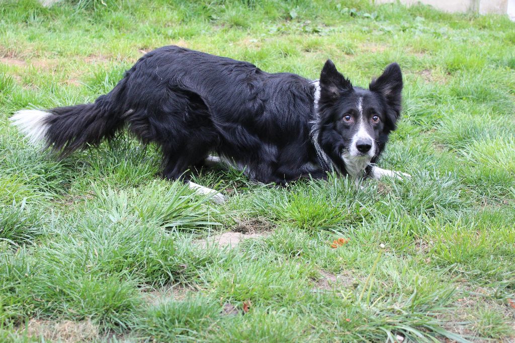 Falcon Du Chene De Nesle