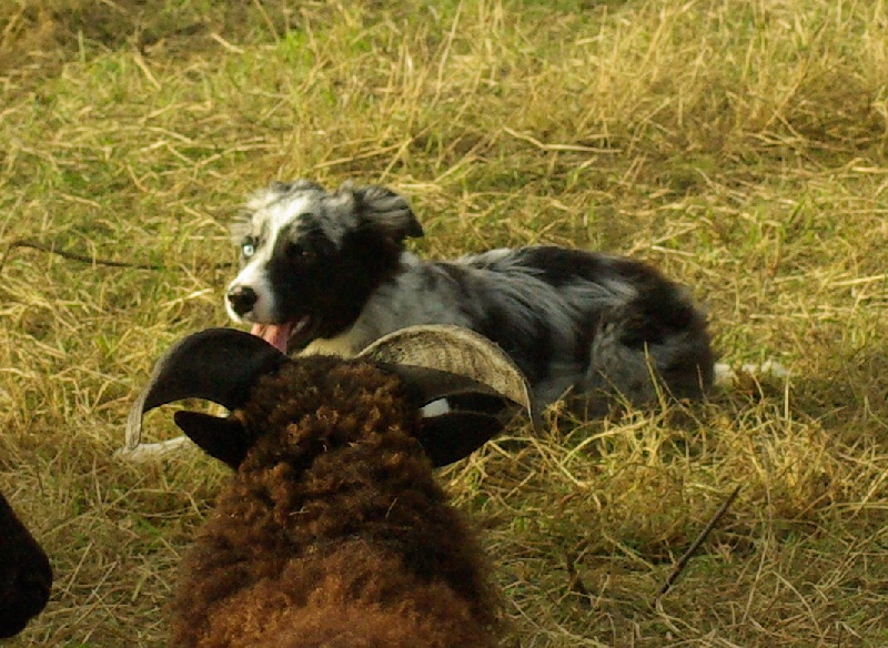 Eden park blue star du Masque Noir de Vandrimare