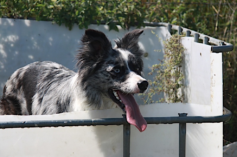 Eden park blue star du Masque Noir de Vandrimare