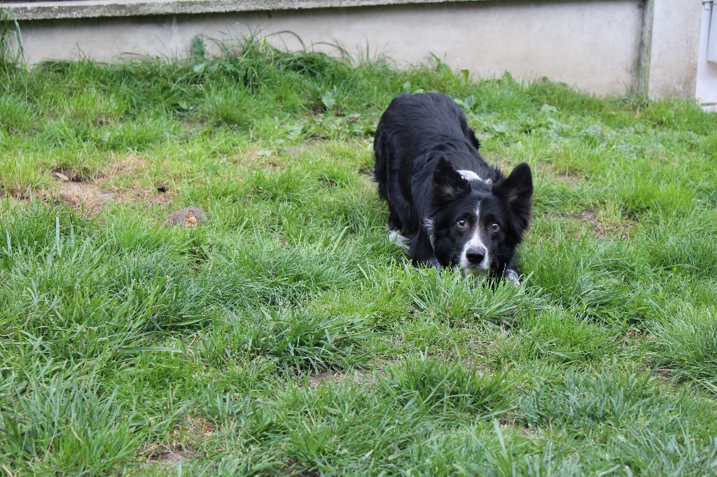 Falcon Du Chene De Nesle