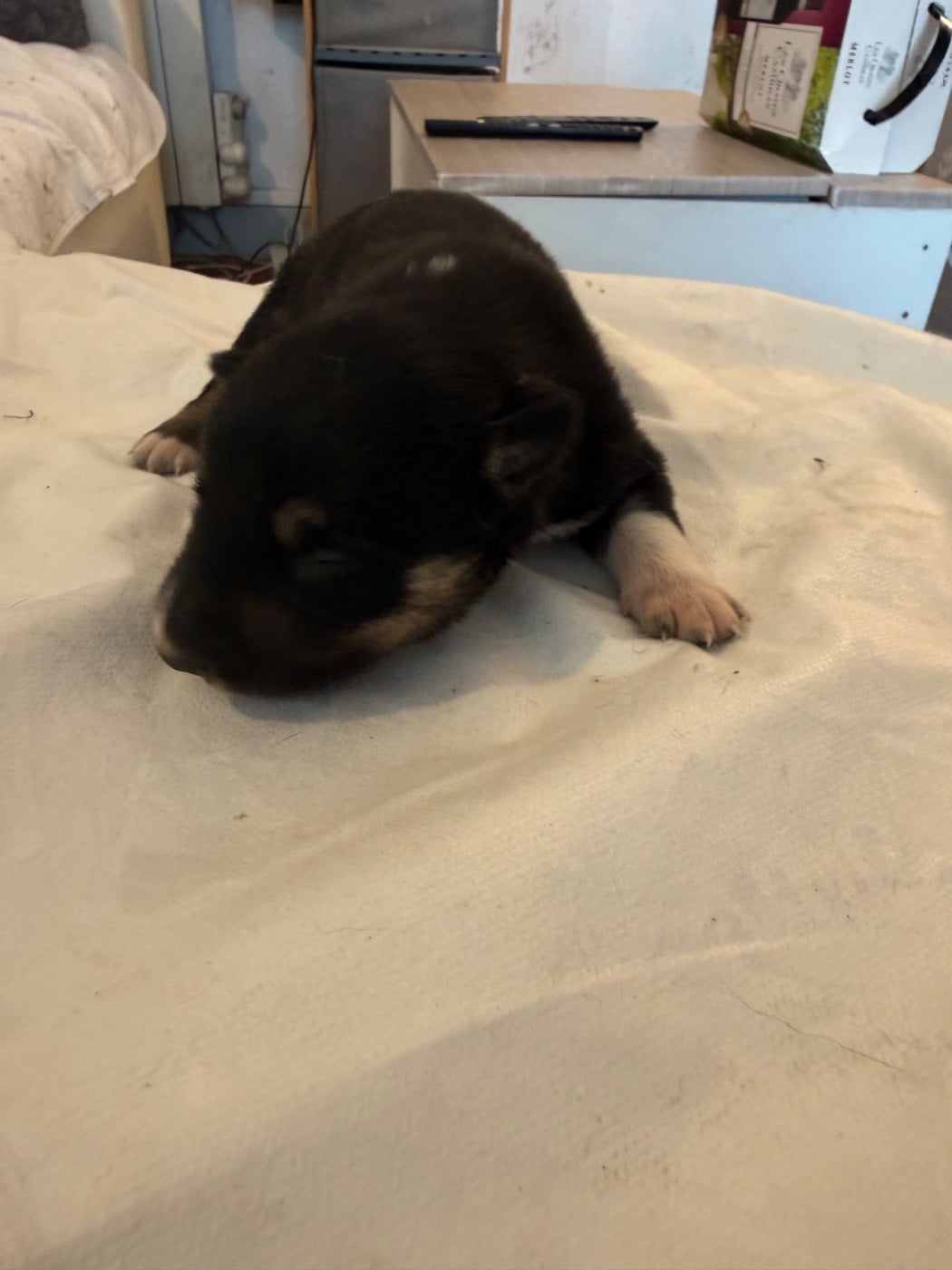 CHIOT 3