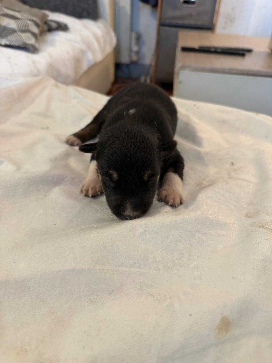 CHIOT 3