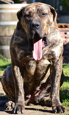 Publication : Du Jardin De Naomi Auteur : lomanski