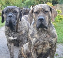 Publication : Du Jardin De Naomi Auteur : lomanski