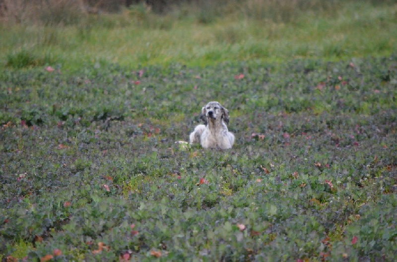 Publication : de Neyanc Auteur : DE NEYANC