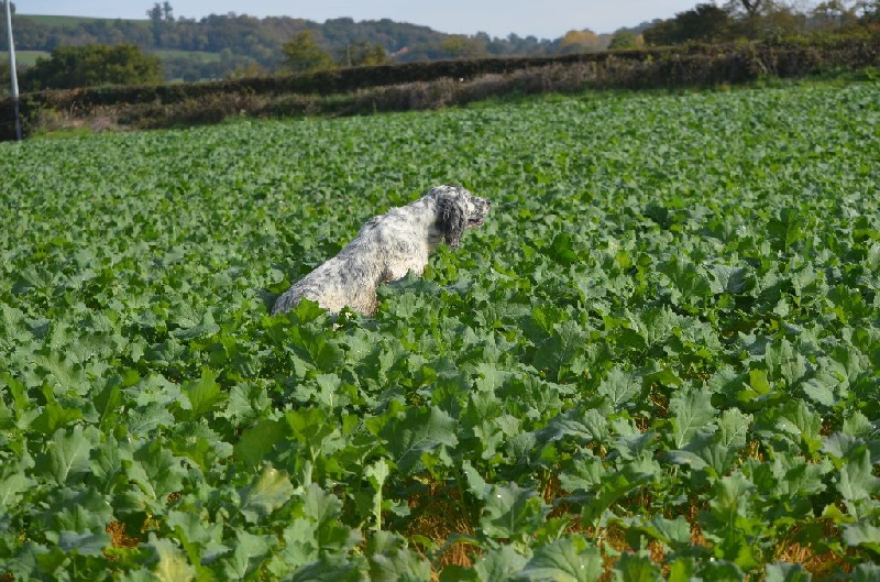 Publication : de Neyanc Auteur : DE NEYANC