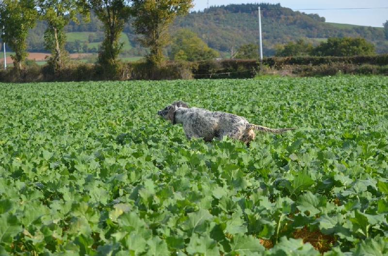 Publication : de Neyanc Auteur : DE NEYANC