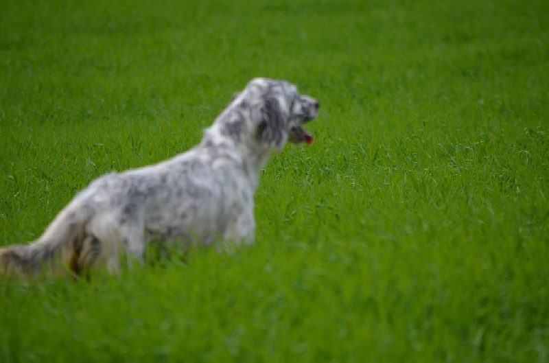 Publication : de Neyanc Auteur : DE NEYANC