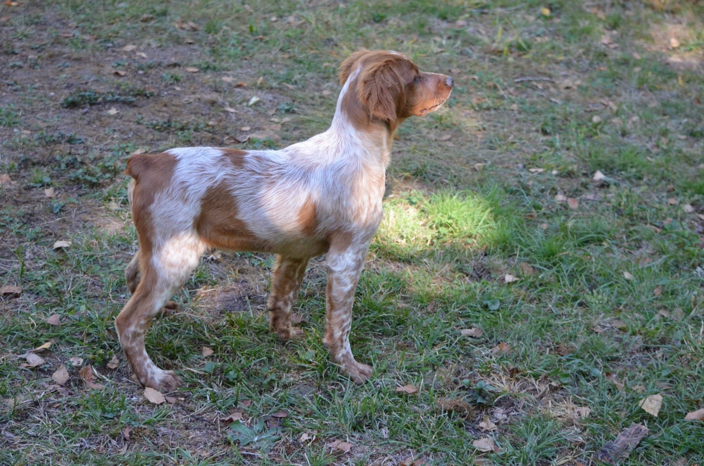 Epagneul Breton - de Neyanc