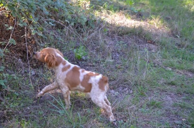 Les chiots de Epagneul Breton
