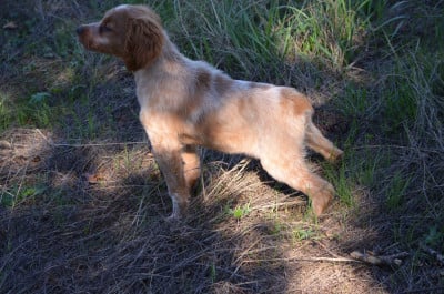 Les chiots de Epagneul Breton