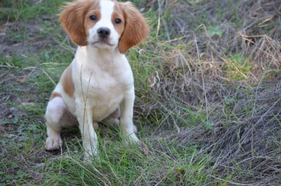 Les chiots de Epagneul Breton