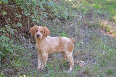 Les chiots de Epagneul Breton