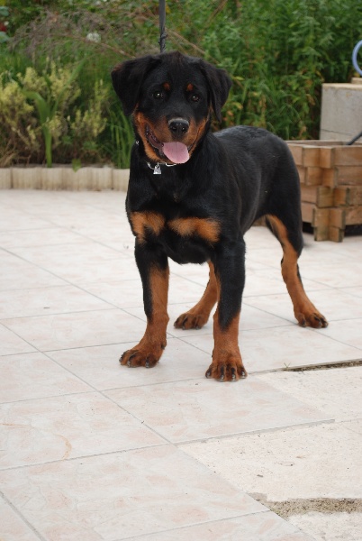 Publication : des Ops de Lif Thraser Auteur : COMBES Stéphanie