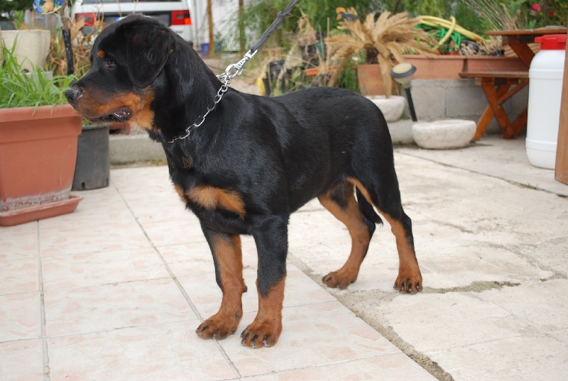 Publication : des Ops de Lif Thraser Auteur : COMBES Stéphanie