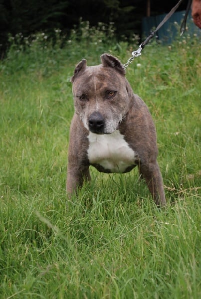 Publication : des Ops de Lif Thraser Auteur : COMBES Stéphanie