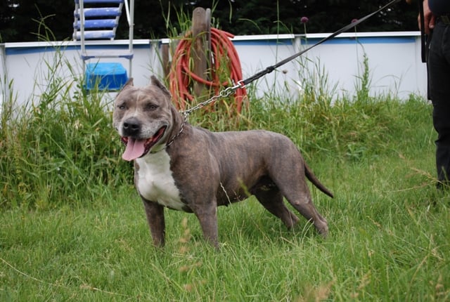 Publication : des Ops de Lif Thraser Auteur : COMBES Stéphanie