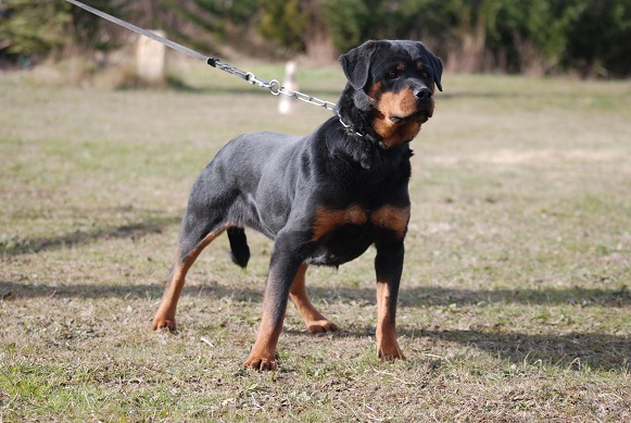 Publication : des Ops de Lif Thraser Auteur : Stephanie COMBES