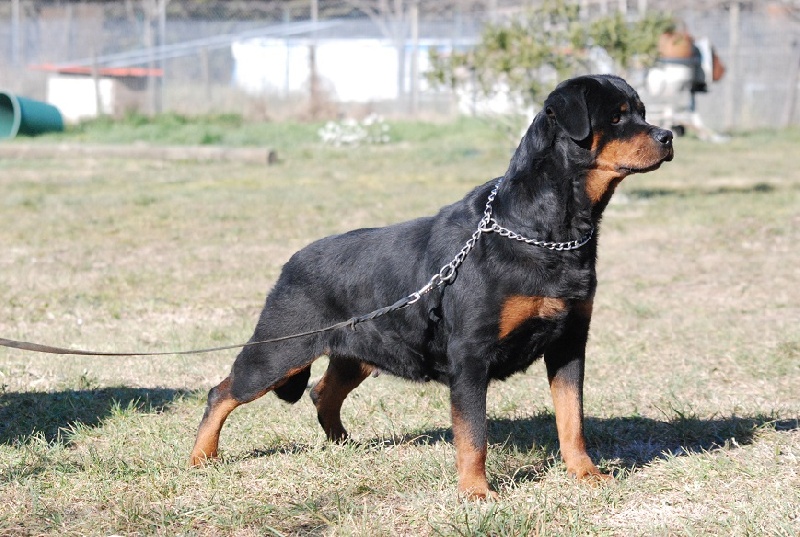 Publication : des Ops de Lif Thraser Auteur : Stephanie COMBES