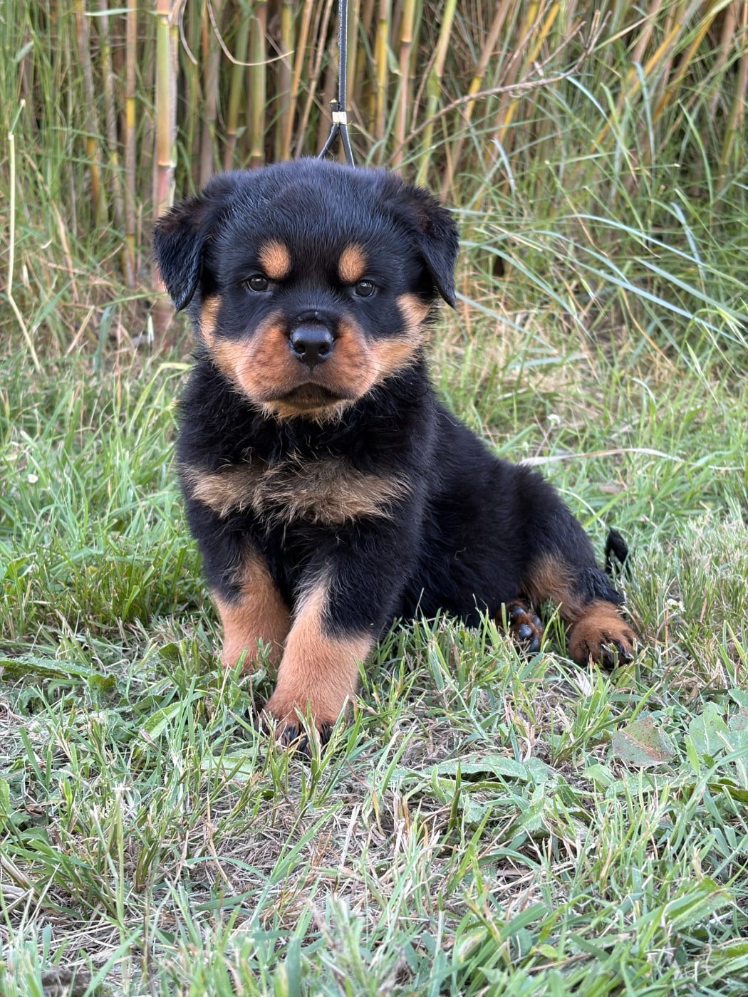 Chiot N°1