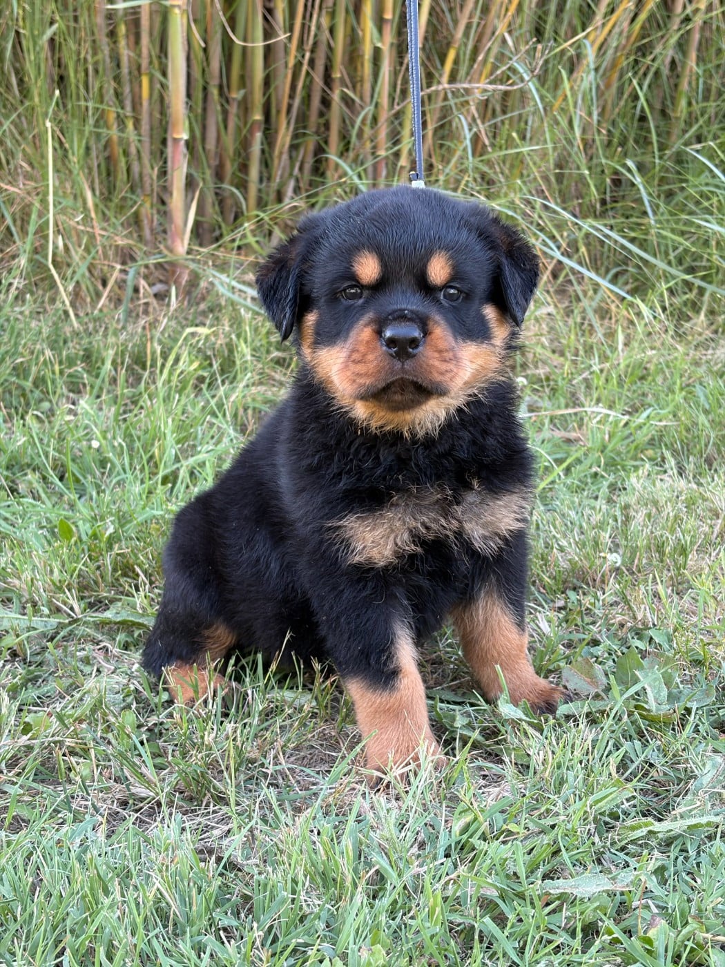 Chiot N°1