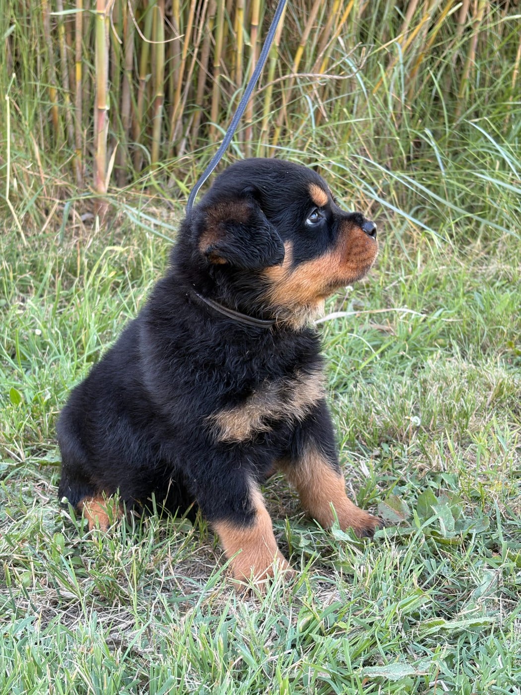 Chiot N°1