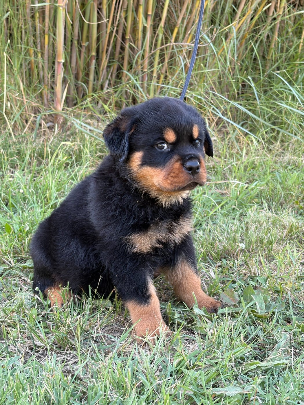 Chiot N°1