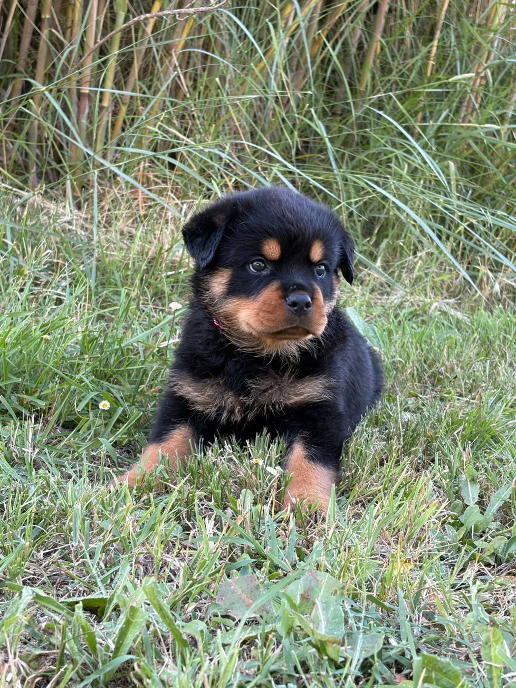 Chiot N°3