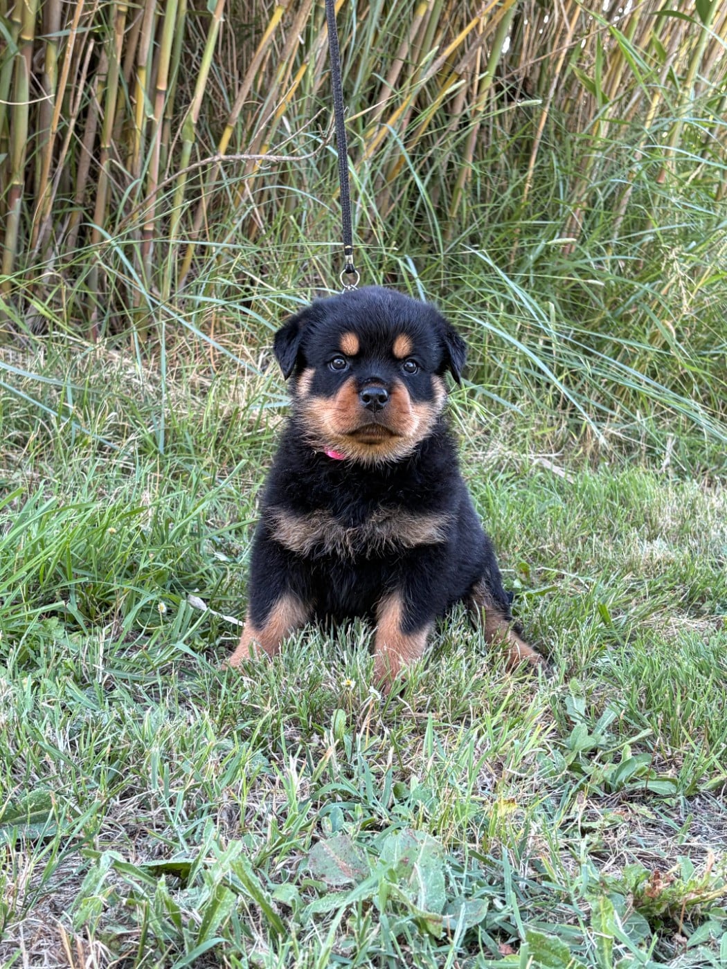 Chiot N°3