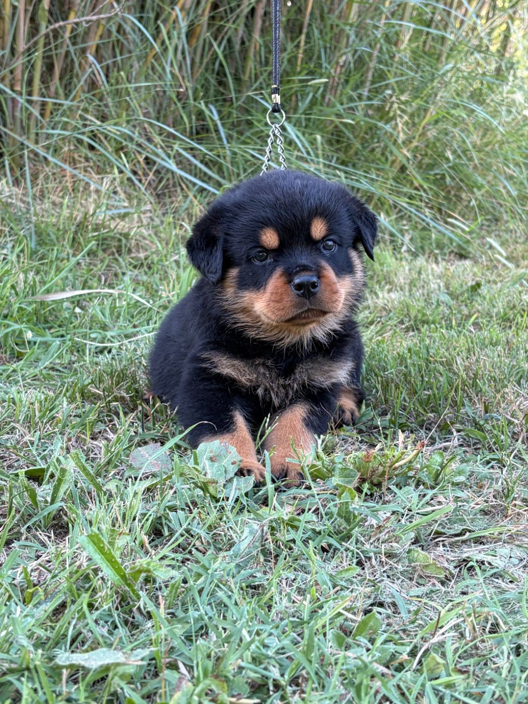 Chiot N°3