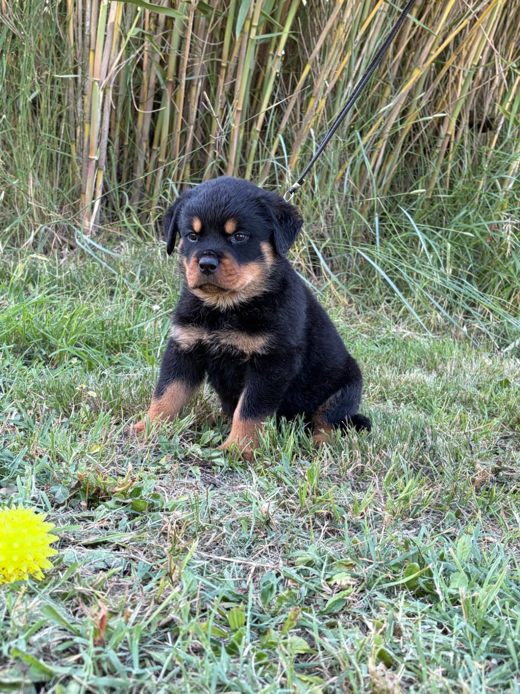 Chiot N°2