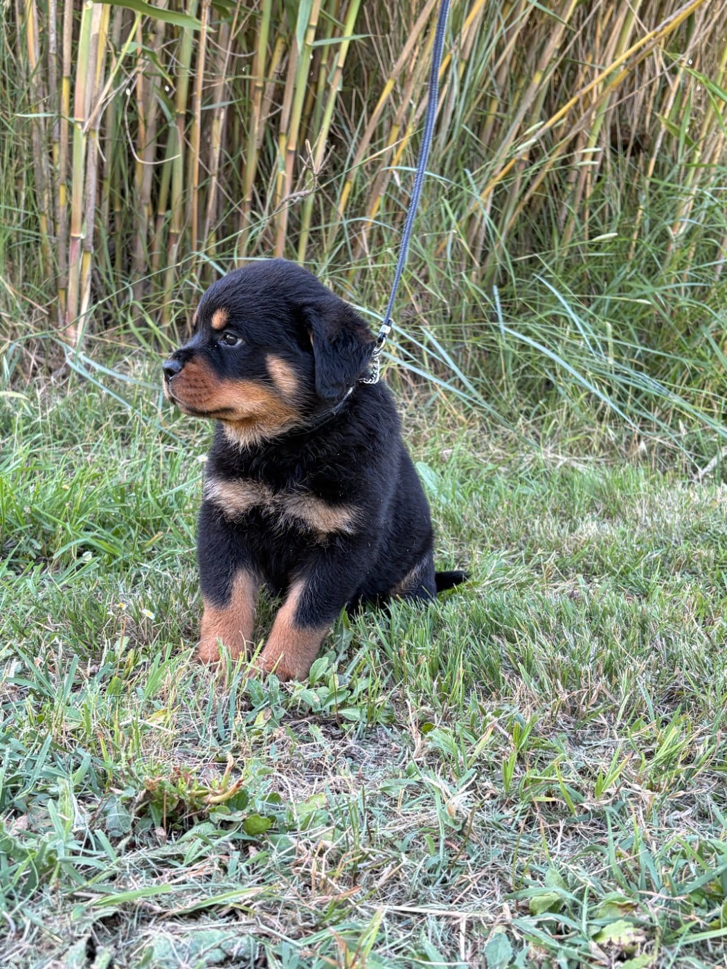 Chiot N°2