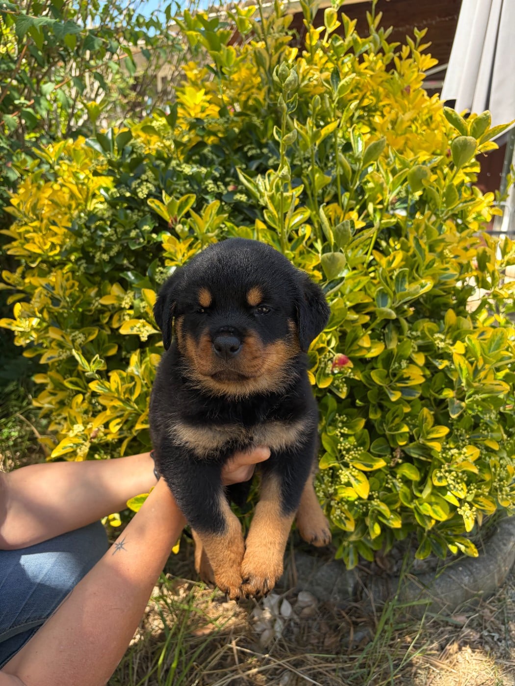 Chiot N°2