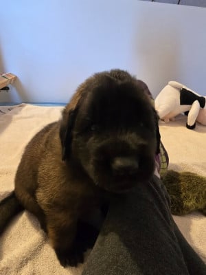 Les chiots de Leonberger