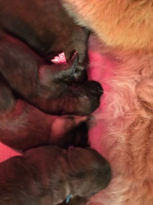 Les chiots de Leonberger