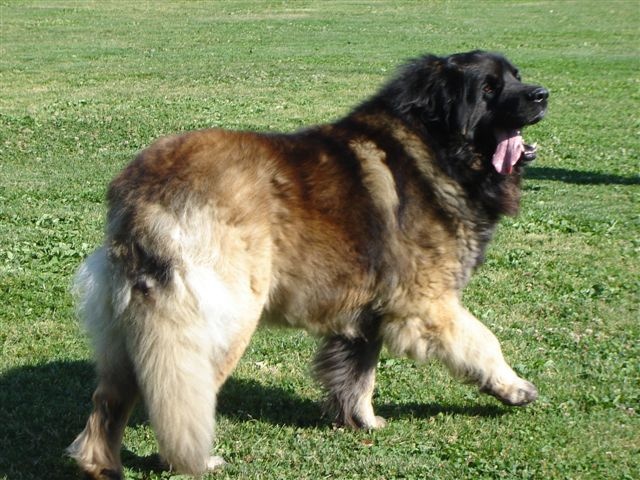 CH. Aviston Des 9 grains d or - Excellent