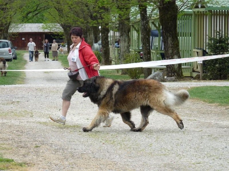 CH. Aviston Des 9 grains d or - Excellent