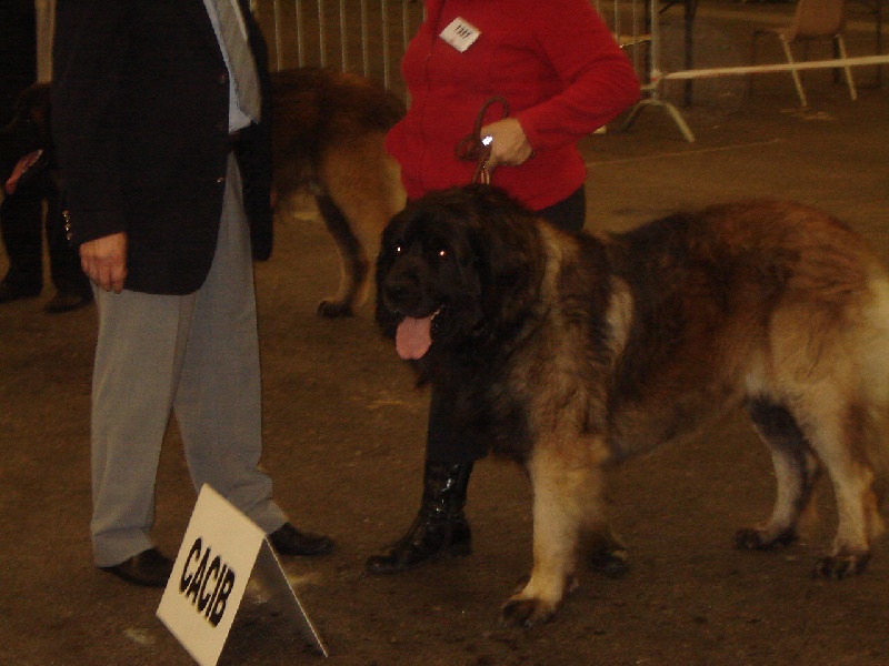 CH. Aviston Des 9 grains d or - 1ER EXC. CACIB. MEILLEUR DE RACE