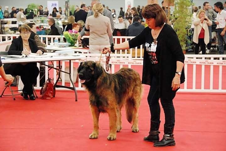 Julius-antonius du Clos de la Wittmatt - 4 ème TB