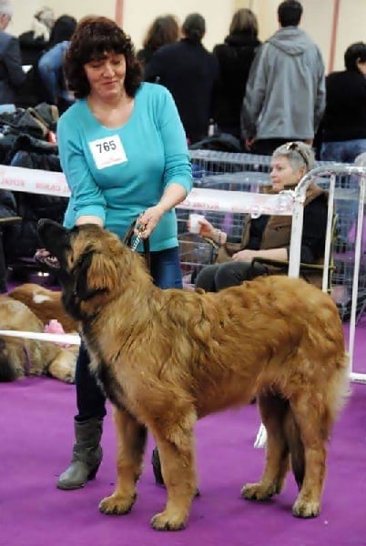 Julius-antonius du Clos de la Wittmatt - Très Prometteur