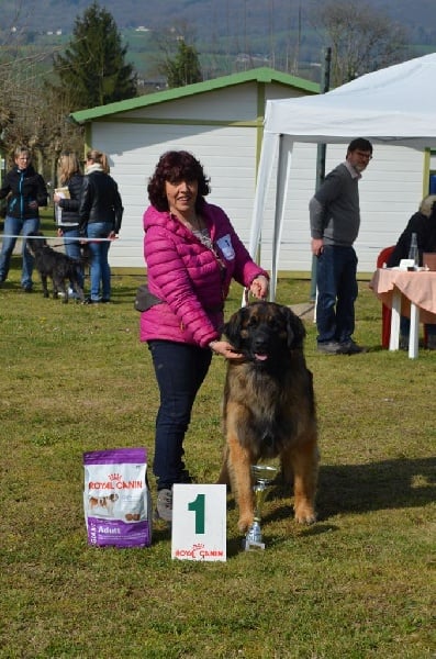 Julius-antonius du Clos de la Wittmatt - 1 er EXCELLENT Classe Jeune