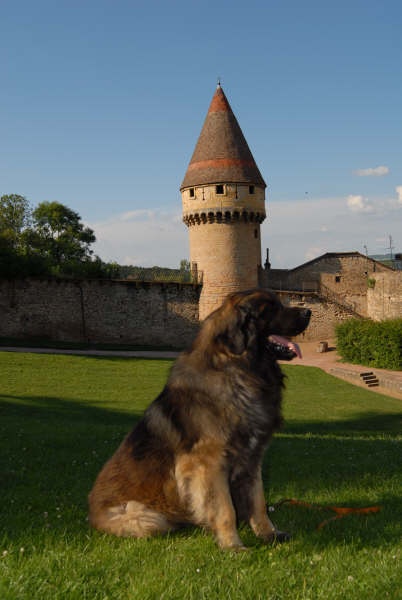CH. Aviston Des 9 grains d or - 3eme Exc. Classe ChampionPré-sélection pour le TrophéeDagobert(meilleur tête)