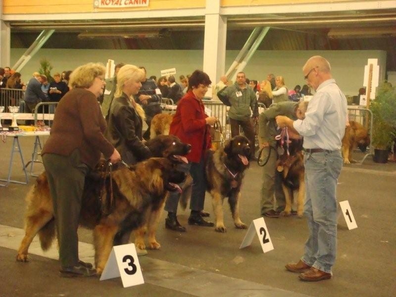 CH. Aviston Des 9 grains d or - 2ème exc. R.CACIB+R.CACS