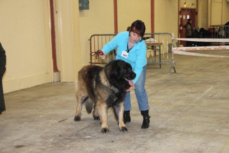 CH. Aviston Des 9 grains d or - 1er Excellent