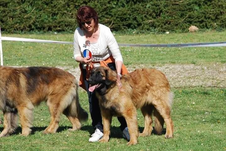 Julius-antonius du Clos de la Wittmatt - 4 EME EXCELLENT