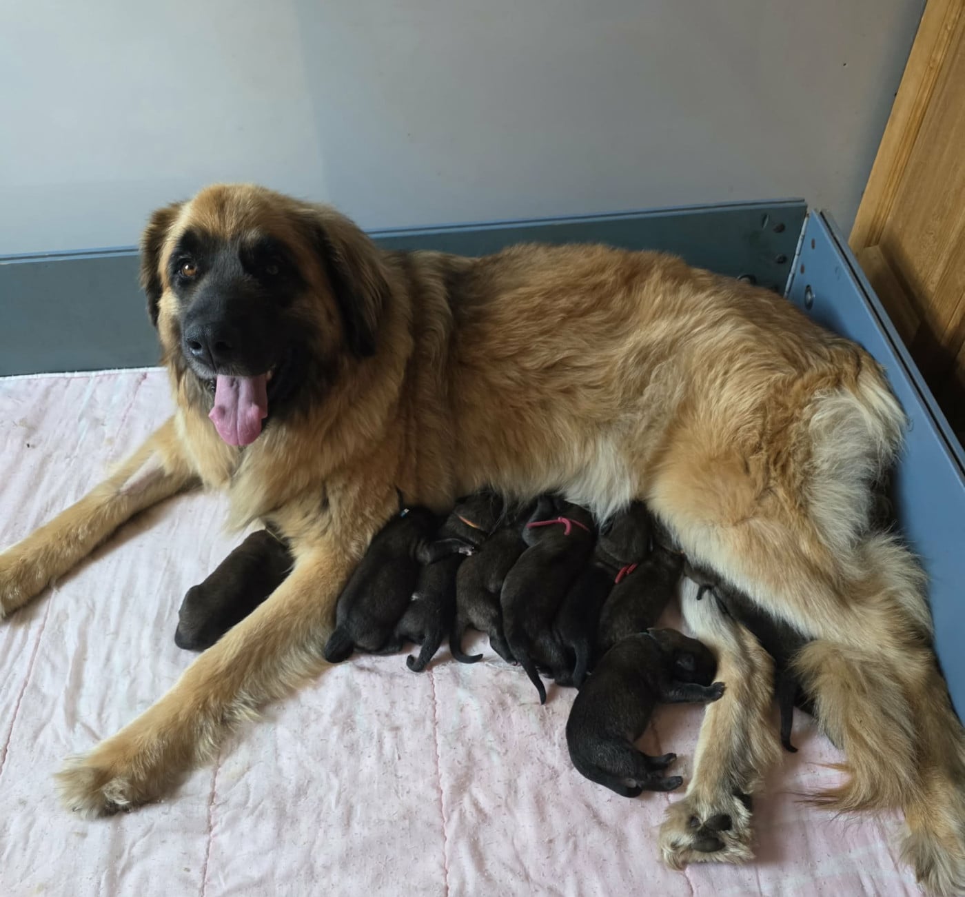 Chiot N°1 - Leonberger
