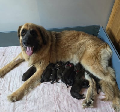 Les chiots de Leonberger