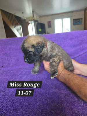 Les chiots de Leonberger