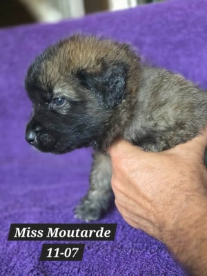 Les chiots de Leonberger