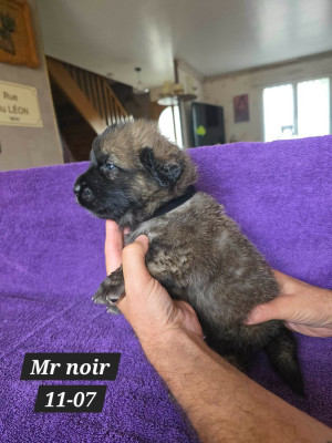 Les chiots de Leonberger